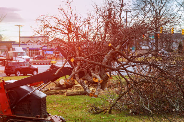 How Our Tree Care Process Works  in  New Orleans Station, LA